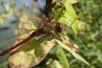 Sympetrum striolatum