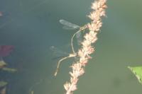 Chalcolestes viridis
