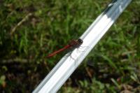 Sympetrum sanguineum