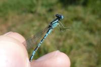 Erythromma lindenii