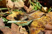 Sympetrum striolatum