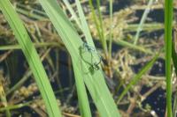 Coenagrion puella