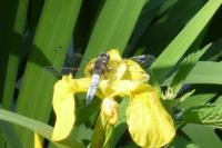 Libellula fulva