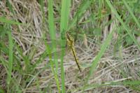 Orthetrum cancellatum