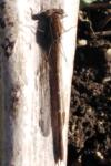 Sympecma fusca