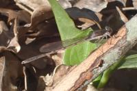 Sympecma fusca
