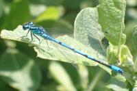 Coenagrion puella