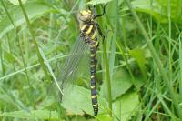 Cordulegaster bidentata