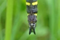 Cordulegaster bidentata