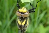 Cordulegaster bidentata
