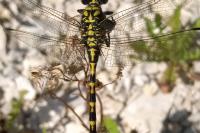 Onychogomphus forcipatus forcipatus