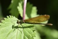 Calopteryx virgo virgo