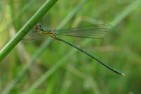 Chalcolestes viridis