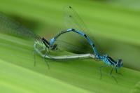 Coenagrion puella