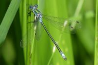 Lestes dryas