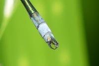 Lestes dryas