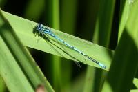 Coenagrion puella