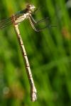 Lestes dryas