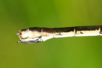 Lestes dryas