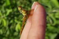 Sympetrum sanguineum