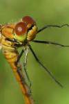 Sympetrum sanguineum