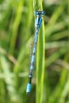 Enallagma cyathigerum