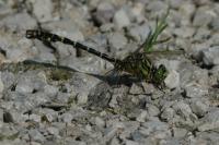 Onychogomphus forcipatus forcipatus