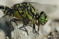 Onychogomphus forcipatus forcipatus