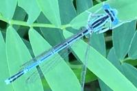 Platycnemis pennipes