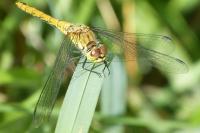 Sympetrum sanguineum