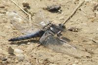 Orthetrum cancellatum