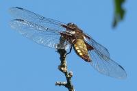 Libellula depressa