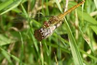 Sympetrum sanguineum