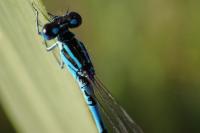 Coenagrion mercuriale