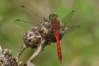 Sympetrum sanguineum