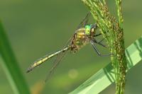 Somatochlora metallica