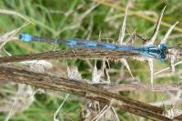 Erythromma lindenii