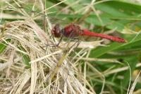 Sympetrum sanguineum