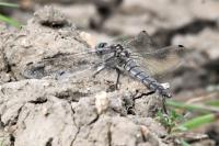 Orthetrum cancellatum