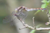 Sympetrum striolatum