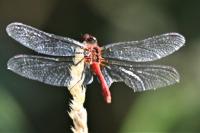 Sympetrum sanguineum