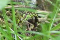 Aeshna cyanea
