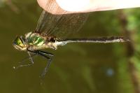Somatochlora metallica