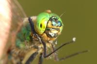 Somatochlora metallica