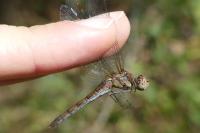 Sympetrum striolatum