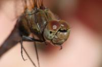Sympetrum striolatum