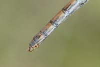 Sympetrum striolatum