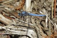 Orthetrum brunneum