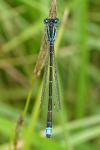 Ischnura pumilio