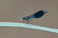 Calopteryx splendens splendens
